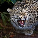 slides/_MG_4519.jpg wildlife, feline, big cat, cat, predator, fur, spot, persian, leopard, eye, fang WBCS11 - Persian Leopard